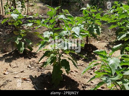 Few Eggplant (Solanum Melongena) plants are in the flowering stage, Plants grow on a small farm Stock Photo