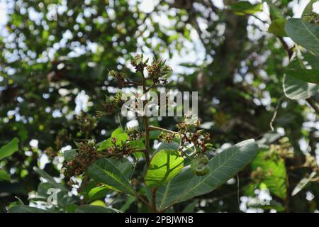 Branched inflorescence with a young cashew nut of a Cashew tree (Anacardium Occidentale) in the wild Stock Photo
