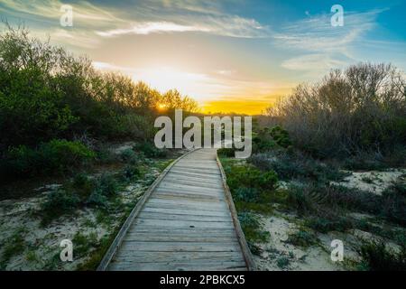 Empty boardwalk leading to distant through sand dunes and tree woods. Forest trekking hike trail at sunset. Oceano, California central Coast Stock Photo