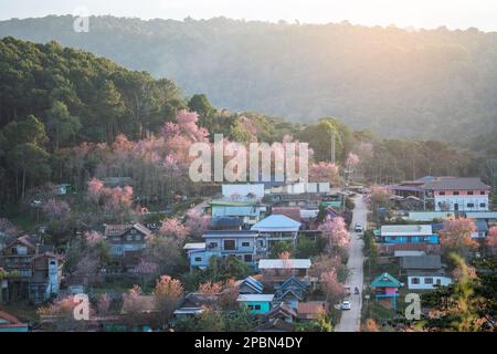 Aerial view Ban Rong Kla village with Wild Himalayan Cherry Blossom in Phitsanulok , Thailand. Beautiful landscape in the winter season. Stock Photo