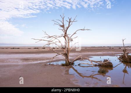A dead cottonwood tree with long-abandoned heron nests stands along the south shore of California's drought-stricken Salton Sea. The inland lake is rapidly shrinking due to climate change, persistent drought and diminishing inflows from agricultural runoff fed by the Colorado River. The receding shoreline is exposing not only salty mud flats and dead fish but also hazardous chemicals. When the winds kick up, these pollutants become airborne and pose a major public health risk for the residents of the Imperial Valley—and people throughout southern California. Stock Photo
