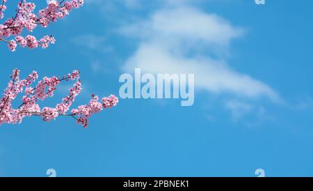 Background with blue sky, cloud and cherry blossom branch, horizontal format Stock Photo