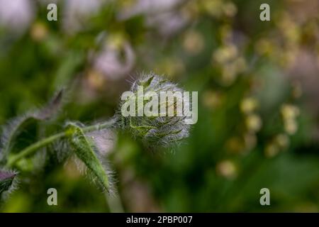Hieracium villosum flower growing in mountains Stock Photo