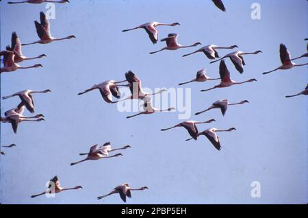 Flamingos have slender legs, long, graceful necks, large wings, and short tails. Flamingos are highly gregarious birds. Flocks numbering in the hundreds may be seen in long, curving flight formations and in wading groups along the shore. Greater flamingos prefer freshwater and estuary environments, which Mumbai offers in plenty thanks to its creeks and inland wetlands. Also, the sort of food they might be getting here may make this ecosystem more appealing to them. Stock Photo