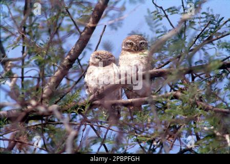 Owls are birds from the order Strigiformes, which includes over 200 species of mostly solitary and nocturnal birds of prey typified by an upright stance, a large, broad head, binocular vision, binaural hearing, sharp talons, and feathers adapted for silent flight. Stock Photo