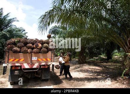 ** FILE ** A worker loads palm oil fruits onto a lorry at a palm oil plantation in Sepang, Malaysia, in this March 13, 2007 file photo. Palm oil, once seen as a cheap and environmentally friendly alternative to petroleum for power plants, is being looked at again. Environmentalists have long warned that many plantations in Indonesia and Malaysia were planted on clear-cut rain forests, threatening the home of endangered animals like the orangutan and the Sumatran tiger. Now, some electricity companies have put plans on hold to switch to palm oil fuel. A report late last year claims the environm