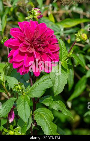 Dahlia Thomas A Edison, dinner plate dahlia, perennial with double, deep pinkish-purple flower heads Stock Photo