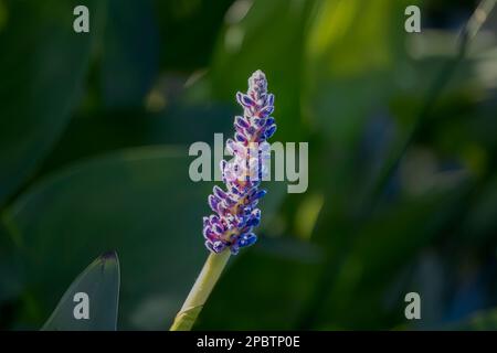 Pickerelweed, Pickerel Rush Water hyacint (Pontederia cordata). The pickerelweed    or pickerel weed ,native amerivan flowers Stock Photo