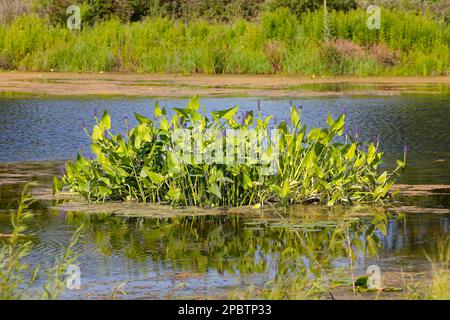 Pickerelweed, Pickerel Rush Water hyacint (Pontederia cordata). The pickerelweed    or pickerel weed ,native amerivan flowers Stock Photo