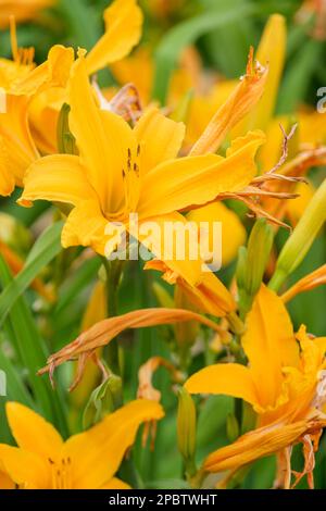 Hemerocallis Burning Daylight, daylily Burning Daylight,  intense orange-yellow, trumpet-shaped flowers Stock Photo
