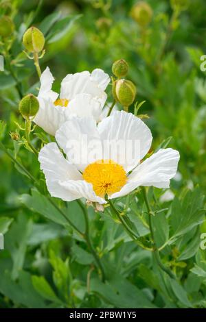 Papaver nudicaule Champagne Bubbles, White, F1 Hybrid, Iceland Poppy, Poppy Champagne Bubbles, Perennial, papery white flower with contrasting yellow Stock Photo