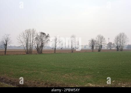 Field  in the italian countryside on a cloudy day with group of trees in the distance Stock Photo