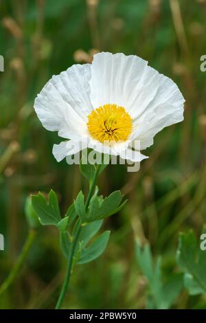 Papaver nudicaule Champagne Bubbles, White, F1 Hybrid, Iceland Poppy, Perennial, papery white flower, contrasting yellow centre Stock Photo