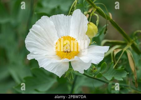 Papaver nudicaule Champagne Bubbles, White, F1 Hybrid, Iceland Poppy, Perennial, papery white flower with contrasting yellow centre Stock Photo