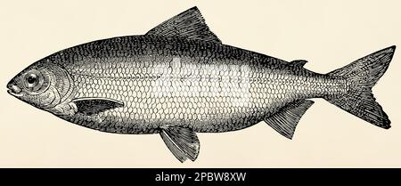 The freshwater fish - whitefish (Coregonus Wartmanni). Antique stylized illustration. Stock Photo