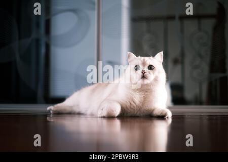 Portrait of white silver point cat lying on floor Stock Photo