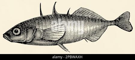 The freshwater fish -  three-spined stickleback (Gasterosteus aculeatus). Antique stylized illustration. Stock Photo