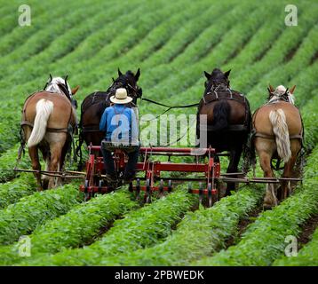 Amish men working crops in Wisconsin Stock Photo - Alamy