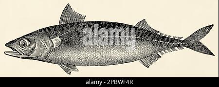 The fish -  Atlantic mackerel (Scomber scombrus). Antique stylized illustration. Stock Photo