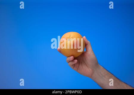 Ripe whole grapefruit held in hand by Caucasian male. Close up studio shot, isolated on blue background. Stock Photo