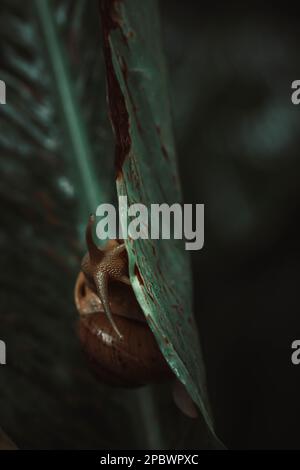 snail sitting on green leaf Stock Photo