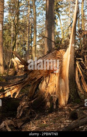 Split large tree trunk in the forest after heavy storm. Day time, sunlight, close up, no people. Stock Photo