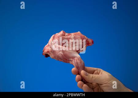 Uncooked raw rabbit or hare leg held in hand by Caucasian male. Close studio shot, isolated on blue background. Stock Photo