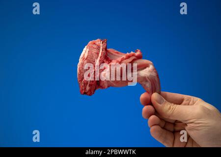 Uncooked raw rabbit or hare leg held in hand by Caucasian male. Close studio shot, isolated on blue background. Stock Photo