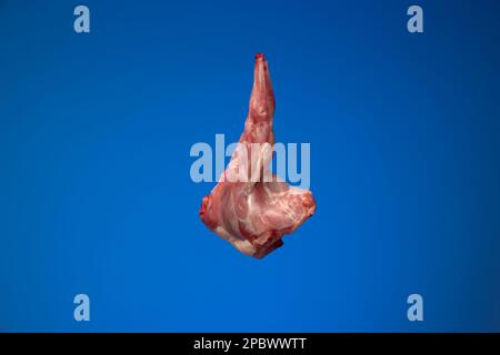 Uncooked raw rabbit or hare legs. Close up top view studio shot, no people. Stock Photo