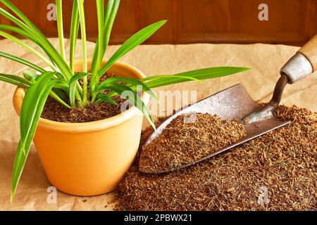 Dry coconut fibre substrate made eco-friendly and cheap from coco coir bricks, used as grow or potting soil, with trowel and a potted plant. Stock Photo