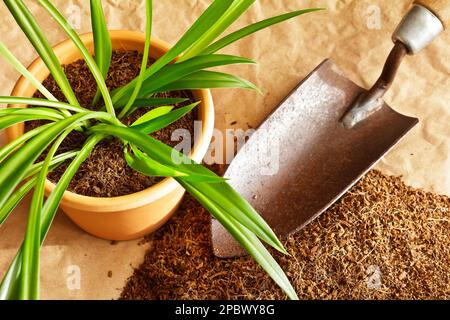 Dry coconut fibre substrate made eco-friendly and cheap from coco coir bricks, used as grow or potting soil, with trowel and a potted plant. Stock Photo
