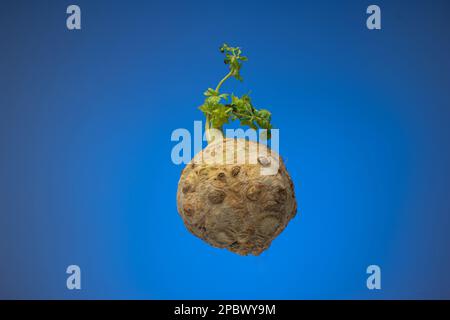 Whole fresh celery root with leaf stems. Close up studio shot, isolated on blue background. Stock Photo