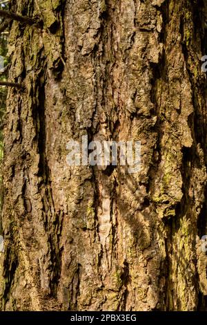 Rough tree back texture. Close up shot, no people. Stock Photo