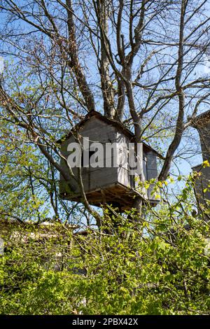 Kids empty tree house  build between branches of large tree in the yard. Low angle view, blue sky in the background, no people. Stock Photo