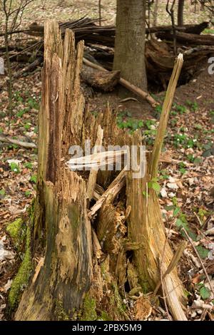 Felt rotten split and splintered tree stump in the forest. Day time, no people. Stock Photo
