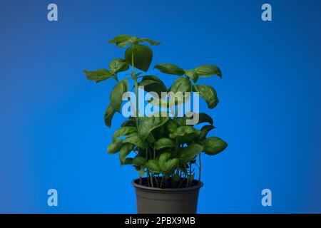 Fresh green basil potted plant. Close up studio shot, isolated on blue background. Stock Photo