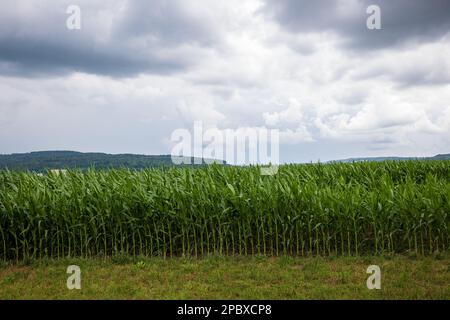 A corn field in Switzerland, Europe. Tall corn stalks,dark stormy clouds, no people. Stock Photo