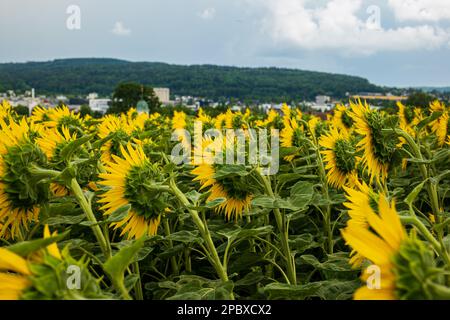 A sunflower field in Switzerland Europe. Close up shot, real time, no people, dark, cloudy storm clouds. Stock Photo