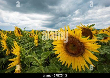 A sunflower field in Switzerland Europe. Close up shot, real time, no people, dark, cloudy storm clouds. Stock Photo