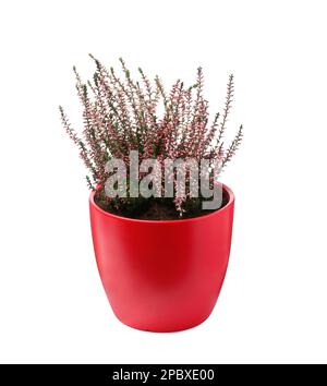 Beautiful heather in flowerpot isolated on white Stock Photo