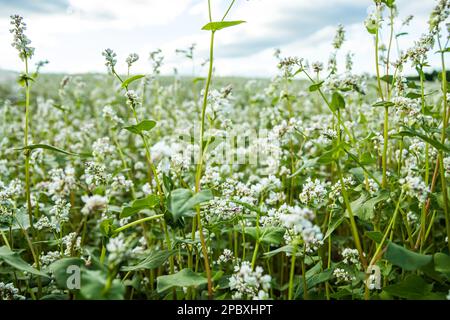 Rural landscape. Blooming buckwheat field. White blooming fresh buckwheat in spring on field against blue sky with clouds. Good harvest Stock Photo