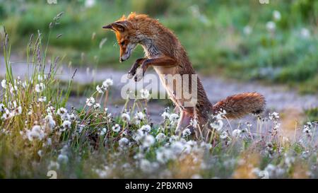 jagender Rotfuchs Stock Photo