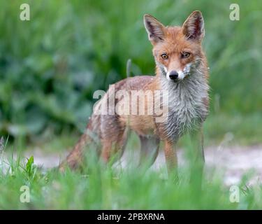 Rotfuchs Stock Photo