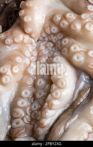 Raw uncooked octopus on an ice surface, food ingredients Stock Photo