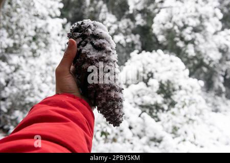 Top view of anonymous person in warm clothes demonstrating snow covered pine cone with left hand against winter frost covered forest shrubs in dayligh Stock Photo