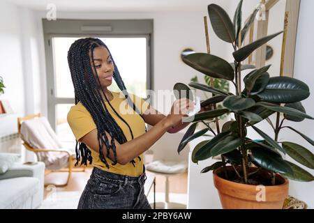 Concentrated young African American female in casual clothes with long braids taking care of plants while wiping leaves at home Stock Photo