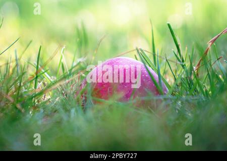A red ripe apple is like a ball in the green grass. Selective focus Stock Photo
