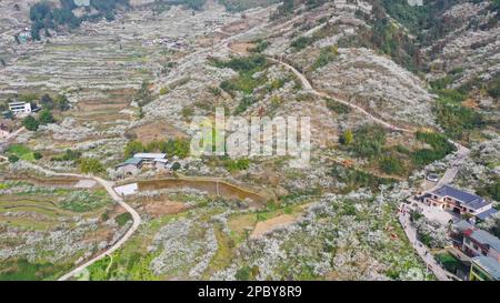 CHONGQING, CHINA - MARCH 13, 2023 - Tourists enjoy blooming plum flowers in Chongqing, China, March 13, 2023. Stock Photo