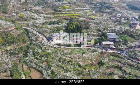 CHONGQING, CHINA - MARCH 13, 2023 - Tourists enjoy blooming plum flowers in Chongqing, China, March 13, 2023. Stock Photo