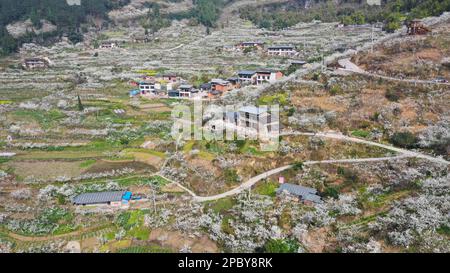 CHONGQING, CHINA - MARCH 13, 2023 - Tourists enjoy blooming plum flowers in Chongqing, China, March 13, 2023. Stock Photo